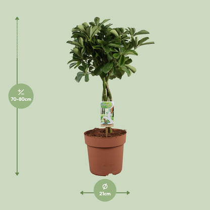 Schefflera Arboricola Nora – pflegeleichte Zimmerpflanze Ø21cm