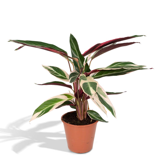 Calathea Triostar – Tropische pflegeleichte Zimmerpflanze Ø19cm