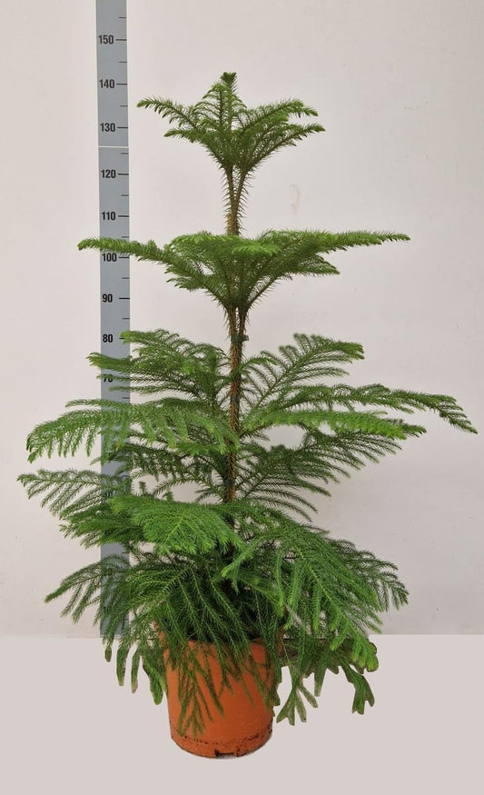 Zimmertanne – Immergrüne, pflegeleichte Zimmerpflanze Ø24cm, 130cm