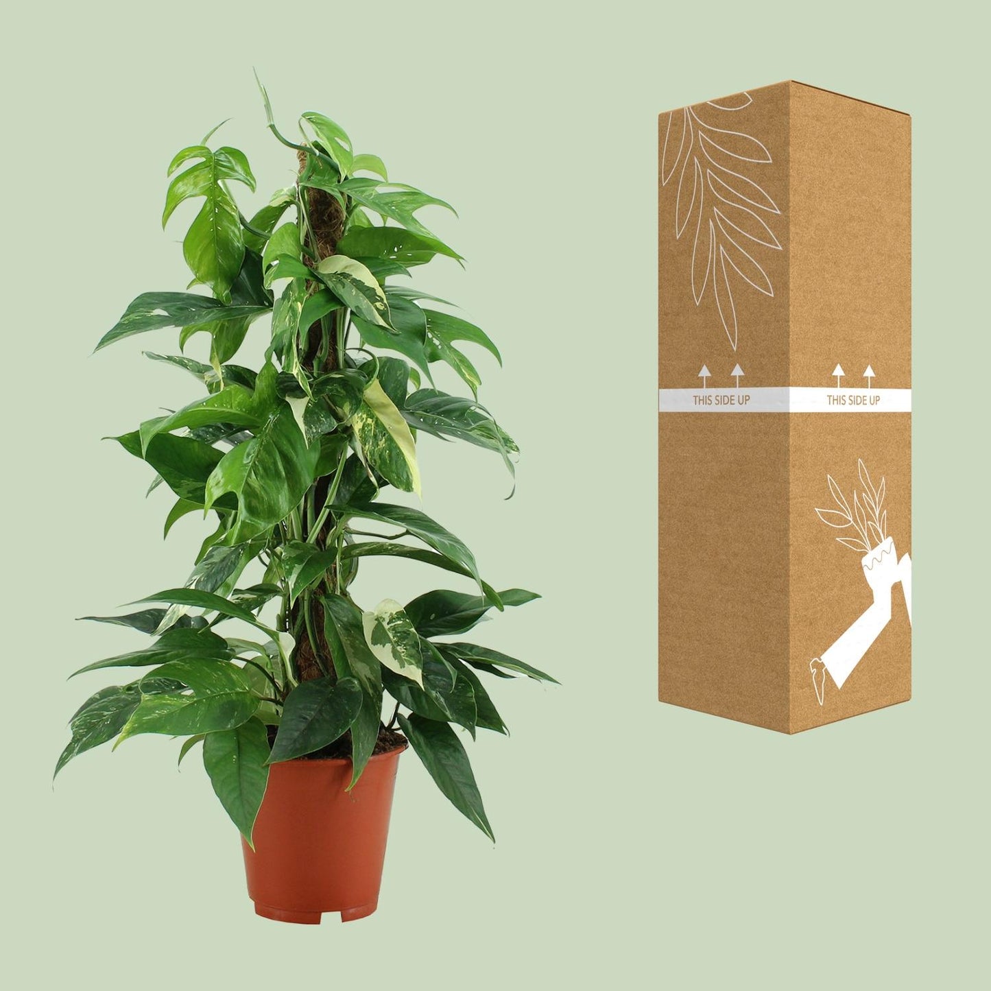 Epipremnum Pinnatum Variegata – Goldener Efeu Ø19cm