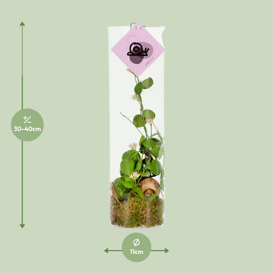 Dischidia Ameisenpflanze Ø11 cm, 38 cm hoch – pflegeleicht & dekorativ