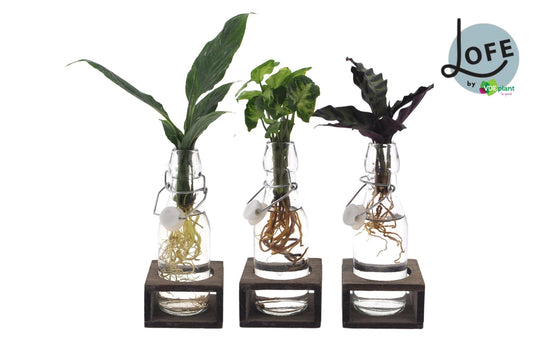 Intenz Mix Zimmerpflanzen im Glas – 3er Set Ø7cm