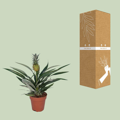 Bromelia Ananas Zimmerpflanze Ø12 cm, 30 cm hoch