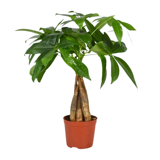 Pachira Aquatica – Pflegeleichte Zimmerpflanze Ø12cm