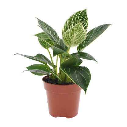 Philodendron White Wave – Pflegeleichte Zimmerpflanze Ø12cm