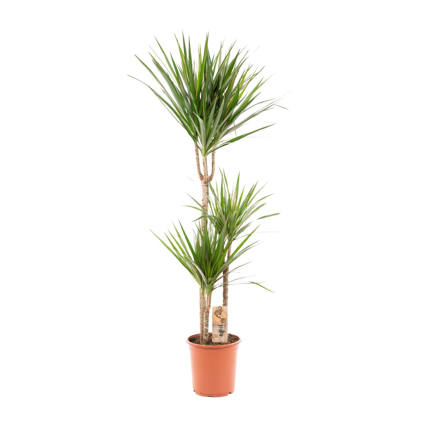 Dracaena Marginata – Pflegeleichter Drachenbaum Ø21cm