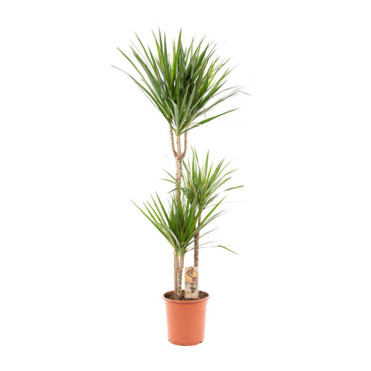 Dracaena Marginata – Pflegeleichter Drachenbaum Ø21cm