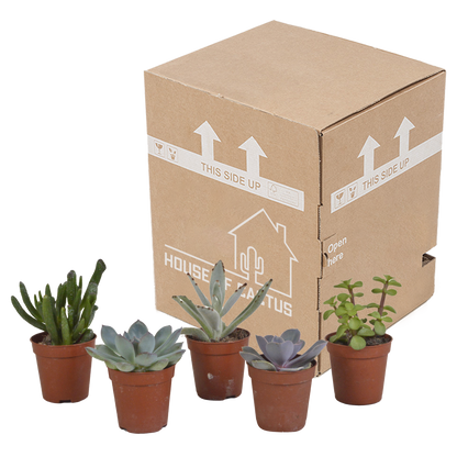 Vetplanten-Mischung 5,5 cm – 5er Set ohne Topf