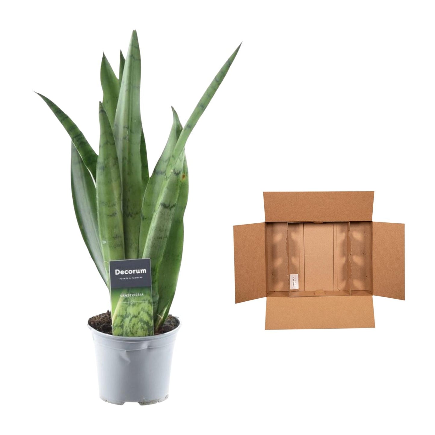 Sansevieria Spearmint – Pflegeleichter Bogenhanf 45 cm