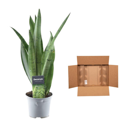 Sansevieria Spearmint – Pflegeleichter Bogenhanf 45 cm