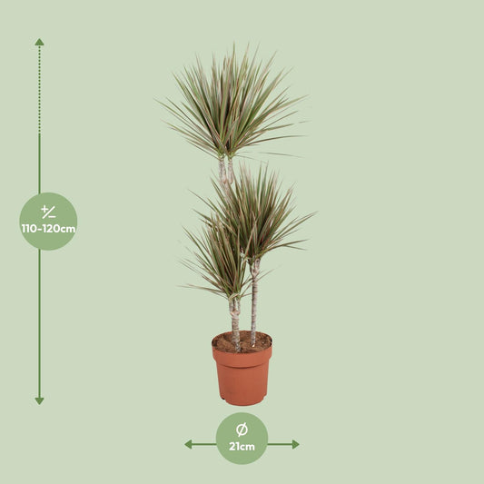 Dracaena Bicolor – Pflegeleichter Drachenbaum Ø21cm, 120cm hoch