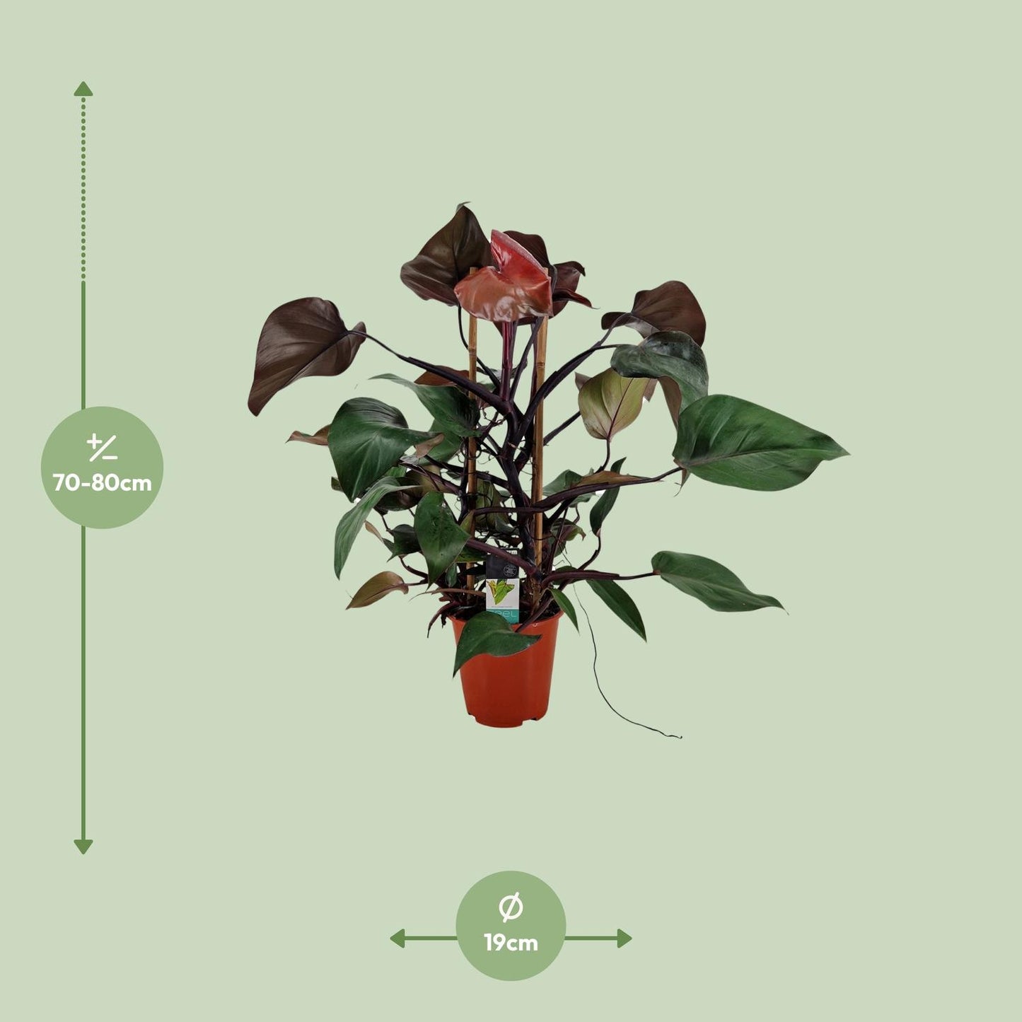 Philodendron Ruby Pyramide – Pflegeleichte Zimmerpflanze Ø19cm
