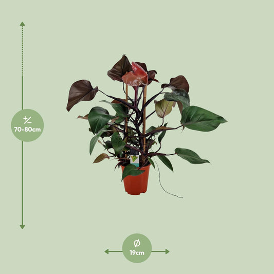 Philodendron Ruby Pyramide – Pflegeleichte Zimmerpflanze Ø19cm