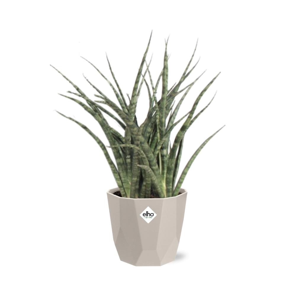 Sansevieria Fernwood Punk in ELHO b.for rock 14 cm warm grey