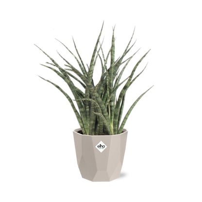 Sansevieria Fernwood Punk in ELHO b.for rock 14 cm warm grey