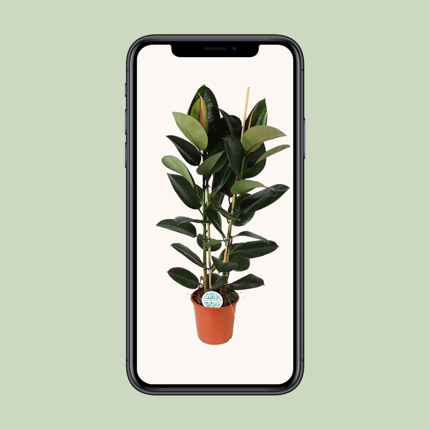 Ficus Elastica Robusta – Pflegeleichte Zimmerpflanze Ø24cm