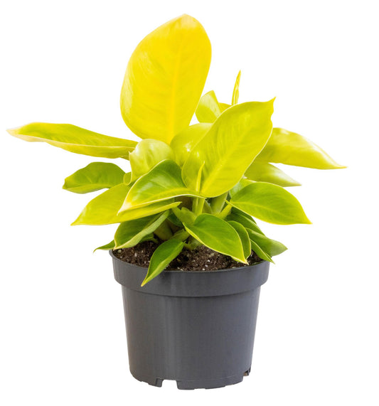 Philodendron Moonshine Ø12 cm, 30 cm Höhe – pflegeleicht & luftreinigend