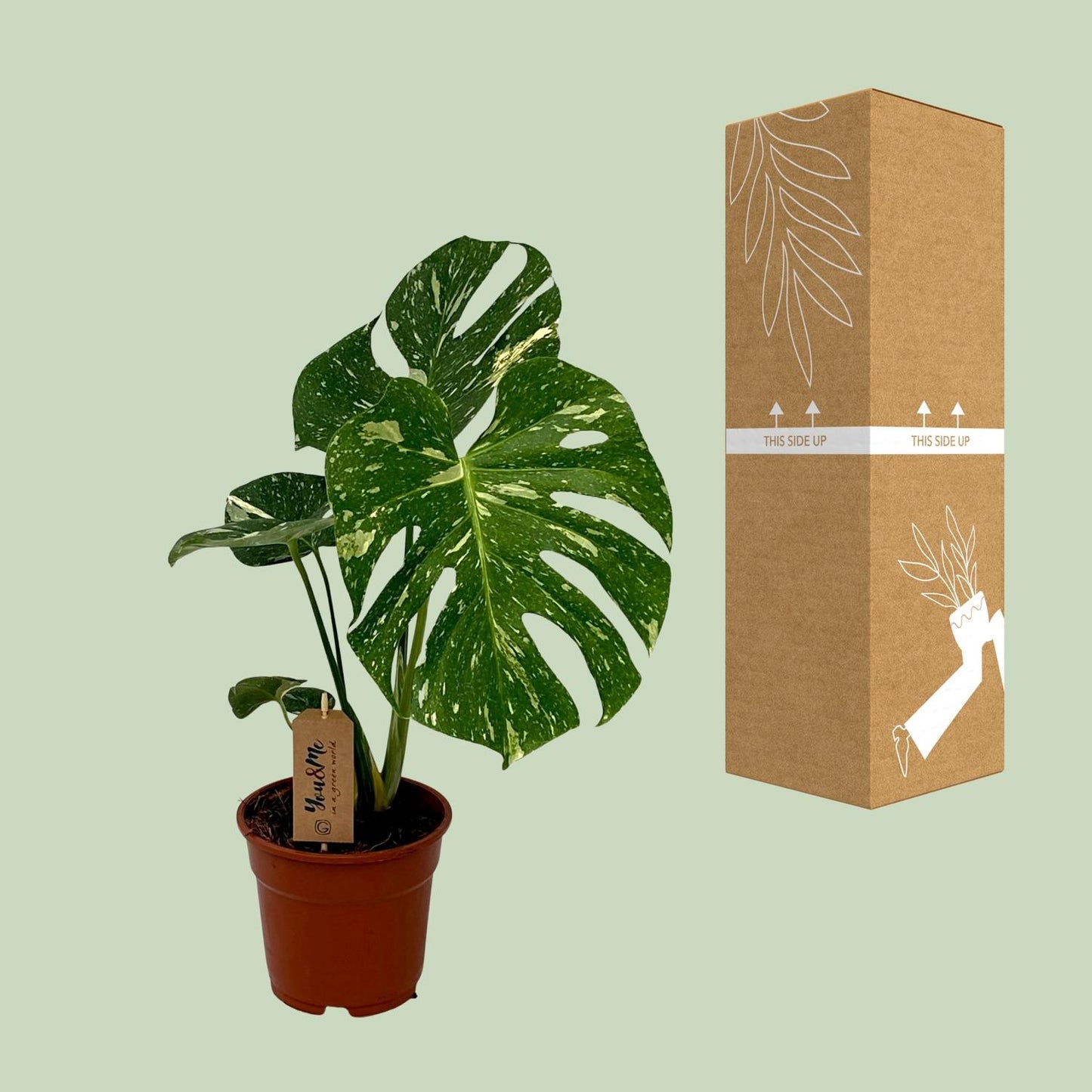 Monstera Deliciosa – Pflegeleichte Trendpflanze Ø17cm