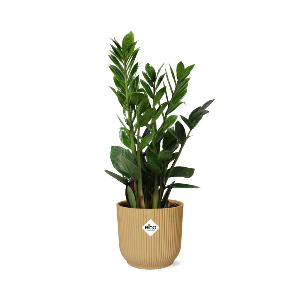 Zamioculcas (ZZ-Pflanze) in ELHO Vibes Fold Topf 14cm Gelb, 45-50 cm