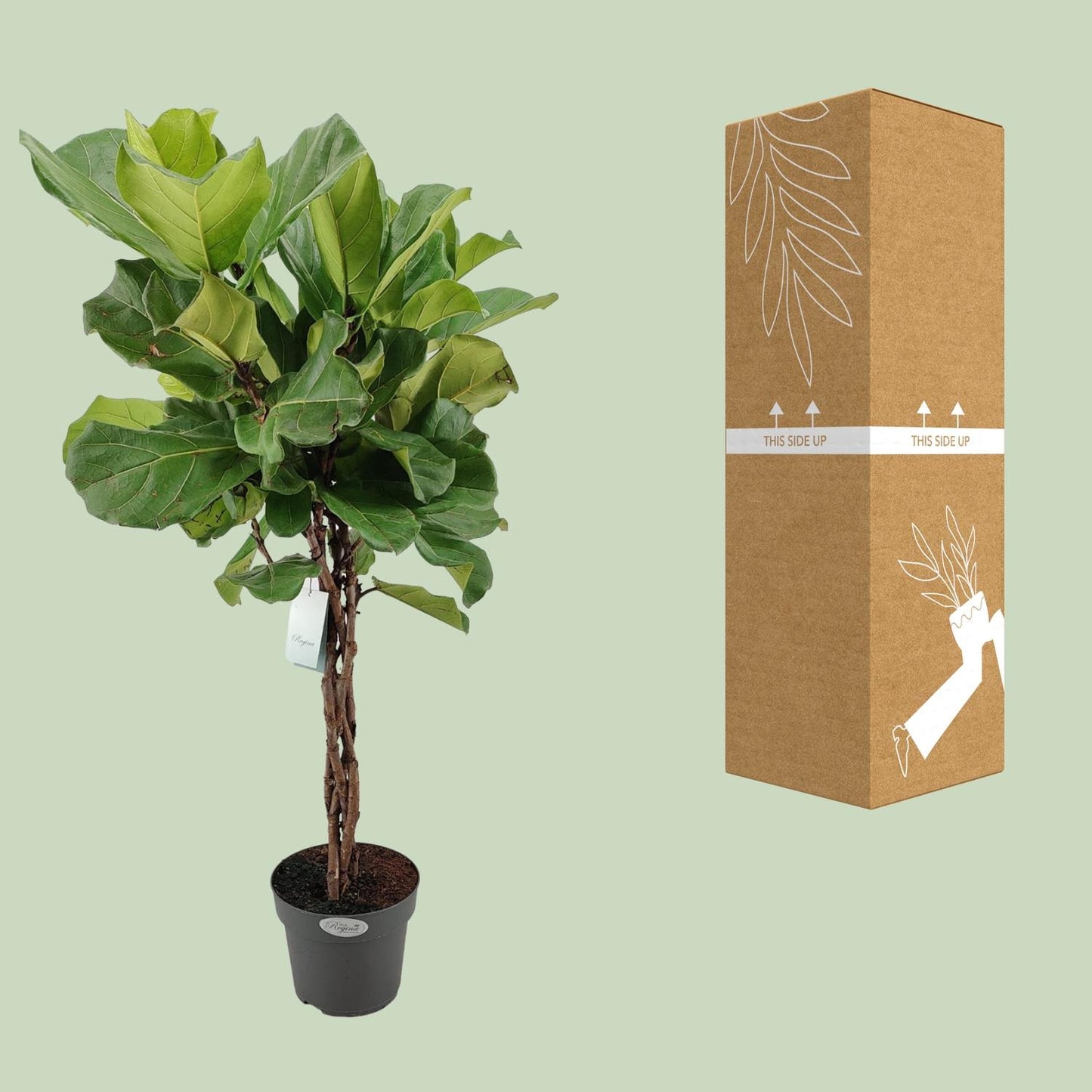 Ficus Lyrata – Trendige und pflegeleichte Zimmerpflanze Ø27cm