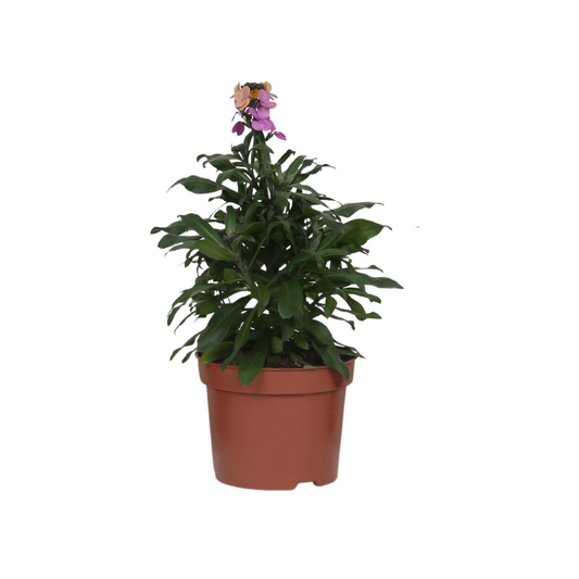 Erysimum 'Purple Glow' – Duftende, farbenfrohe Blühpflanze