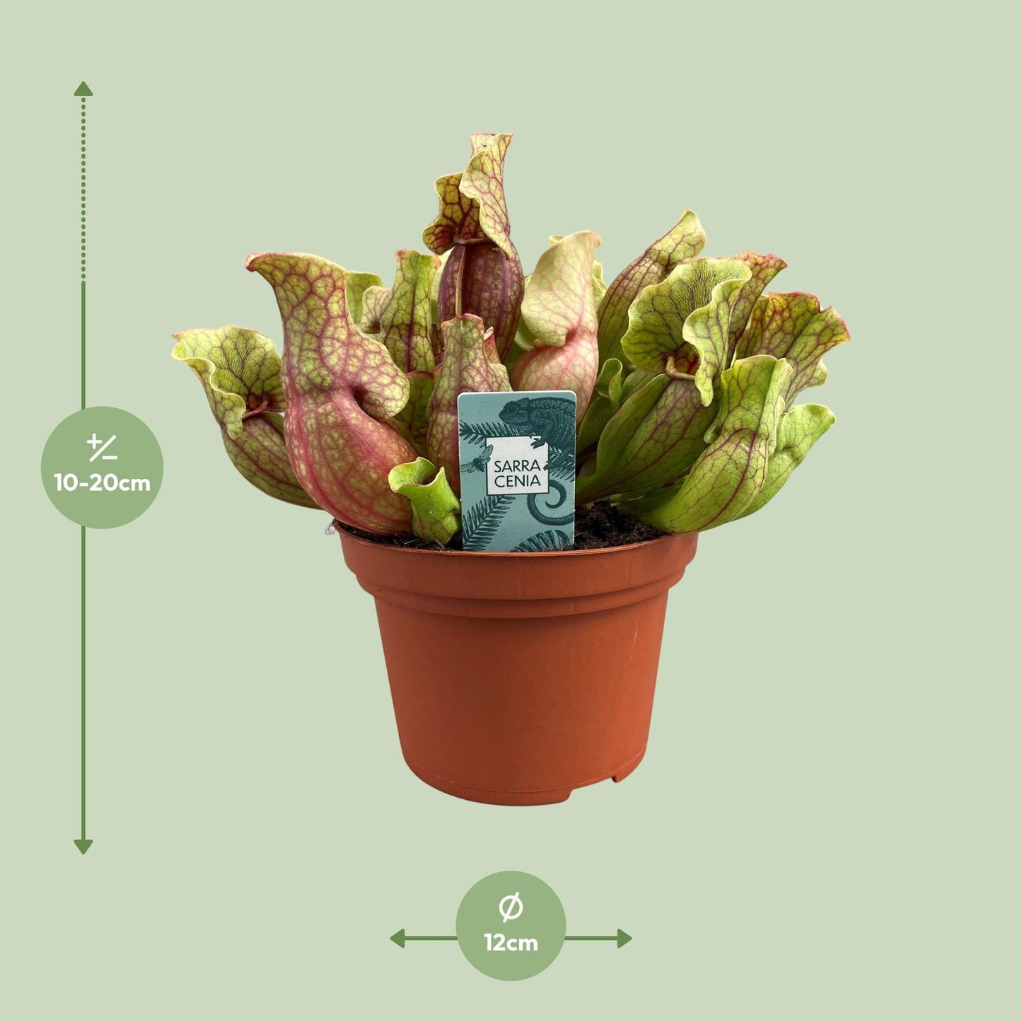 Sarracenia Purpurea – Exotische pflegeleichte Schlauchpflanze Ø12cm