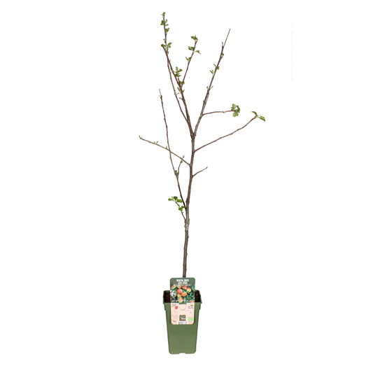 Malus Domestica Jonagold – Pflegeleichter Apfelbaum Ø19cm