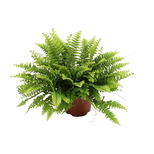 Boston Farn 'Green Moment' – Pflegeleichte Zimmerpflanze Ø12cm