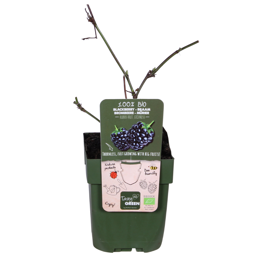 Rubus Lochness – Bio-Brombeere Ø13cm, 45cm hoch