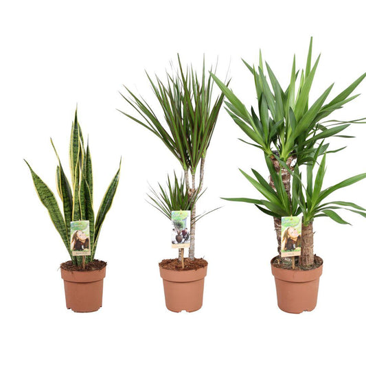 Pflegeleichte Pflanzen-Mix 3er Set – Ø17cm Topf
