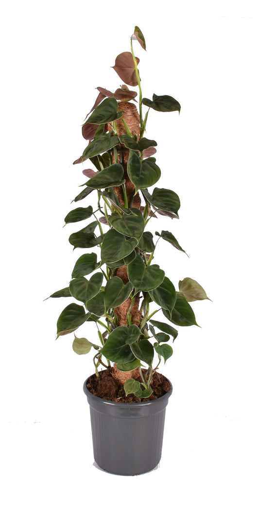 Philodendron Lupinum am Moosstab – 75 cm Kletterpflanze