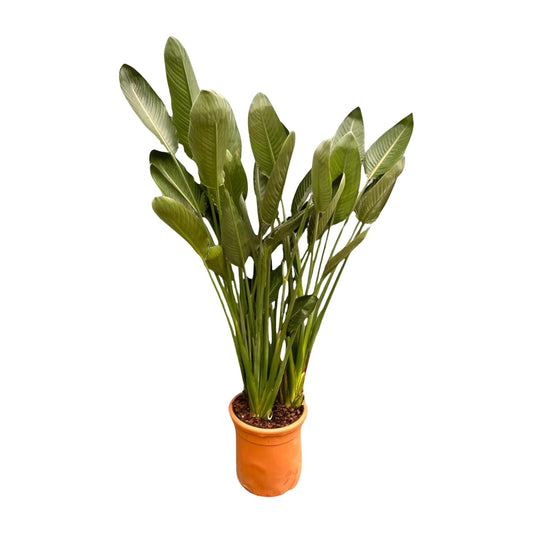 Strelitzia Reginae XXL – Paradiesvogelblume 200 cm