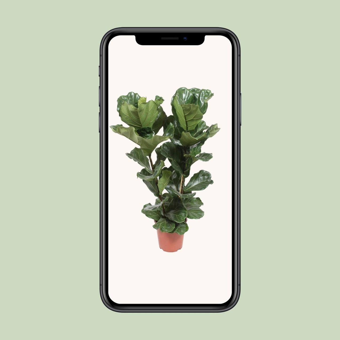 Ficus Lyrata – Geigenfeige Ø27cm, ca. 100cm hoch