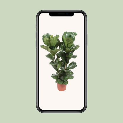 Ficus Lyrata – Geigenfeige Ø27cm, ca. 100cm hoch