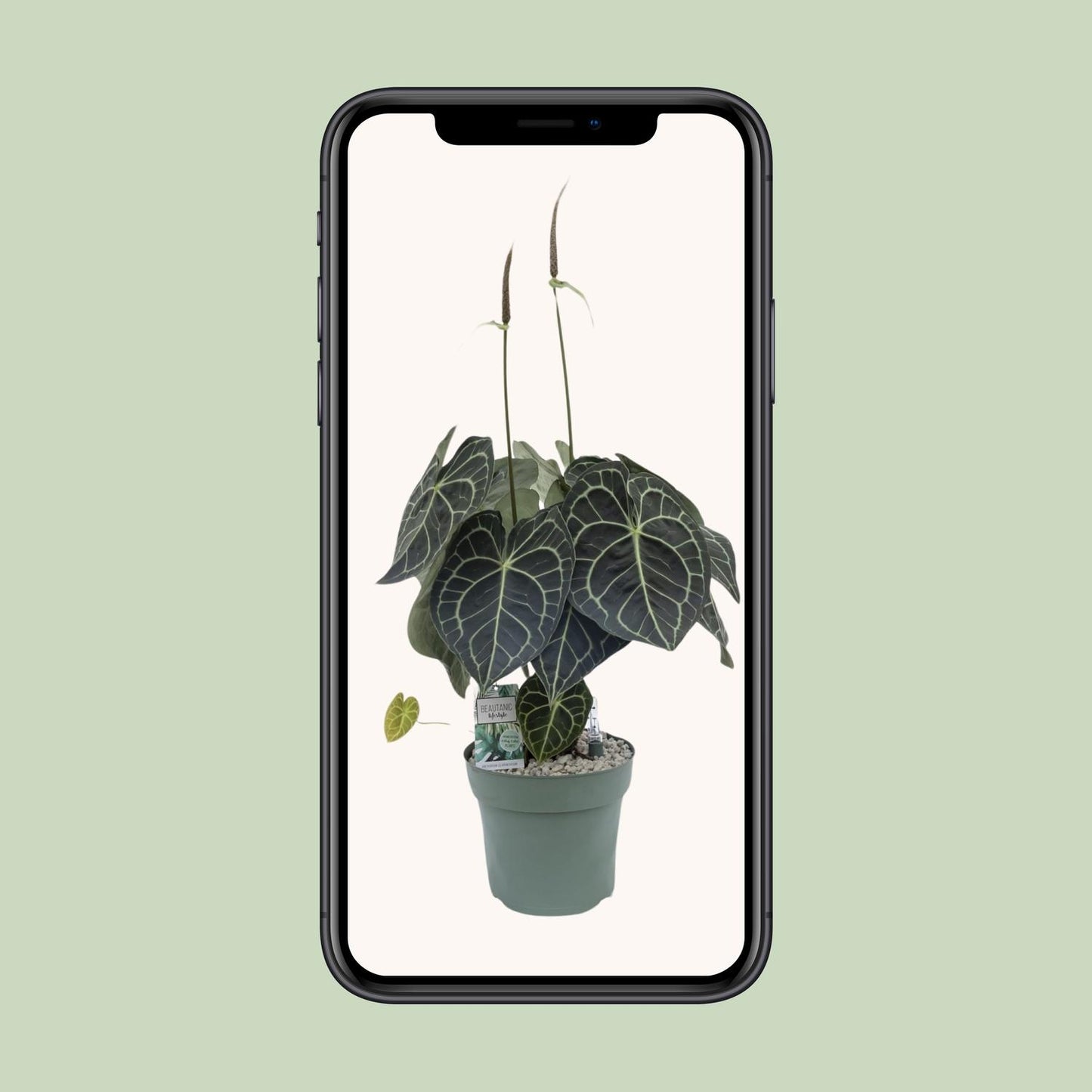 Anthurium Clarinervium – Tropische, pflegeleichte Zimmerpflanze 80 cm
