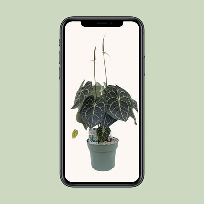 Anthurium Clarinervium – Tropische, pflegeleichte Zimmerpflanze 80 cm