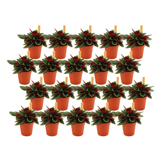 Peperomia Rosso - 20er Set Ø5,5 cm Topf