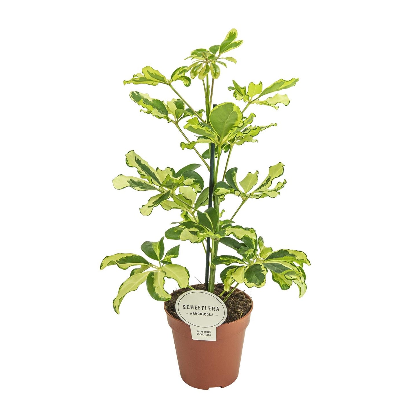 Schefflera Charlotte – Pflegeleichte Zimmerpflanze Ø13cm