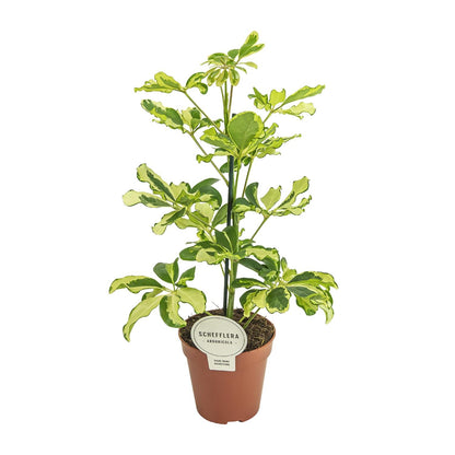 Schefflera Charlotte – Pflegeleichte Zimmerpflanze Ø13cm