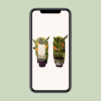 Strelitzia Reginae – Paradiesvogelblume Ø12cm, Höhe 40cm