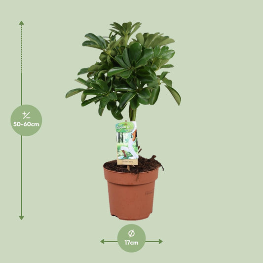 Schefflera Nora – Pflegeleichte Schirmpflanze Ø17cm, 60cm hoch