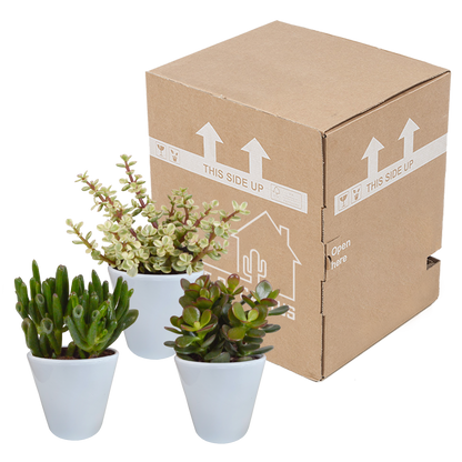 Crassula-Mix 3er Set im weißen Keramiktopf 8,5 cm