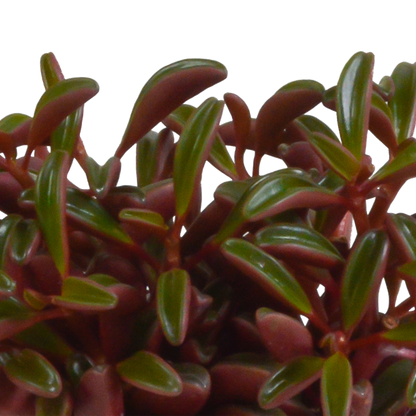 Peperomia graveolens im mediterranen Terrakottatopf