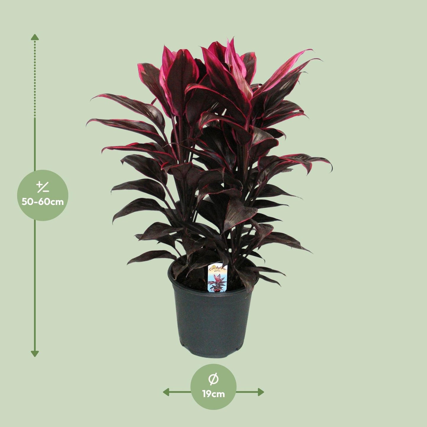 Cordyline Mambo – Tropische, pflegeleichte Zimmerpflanze Ø19cm