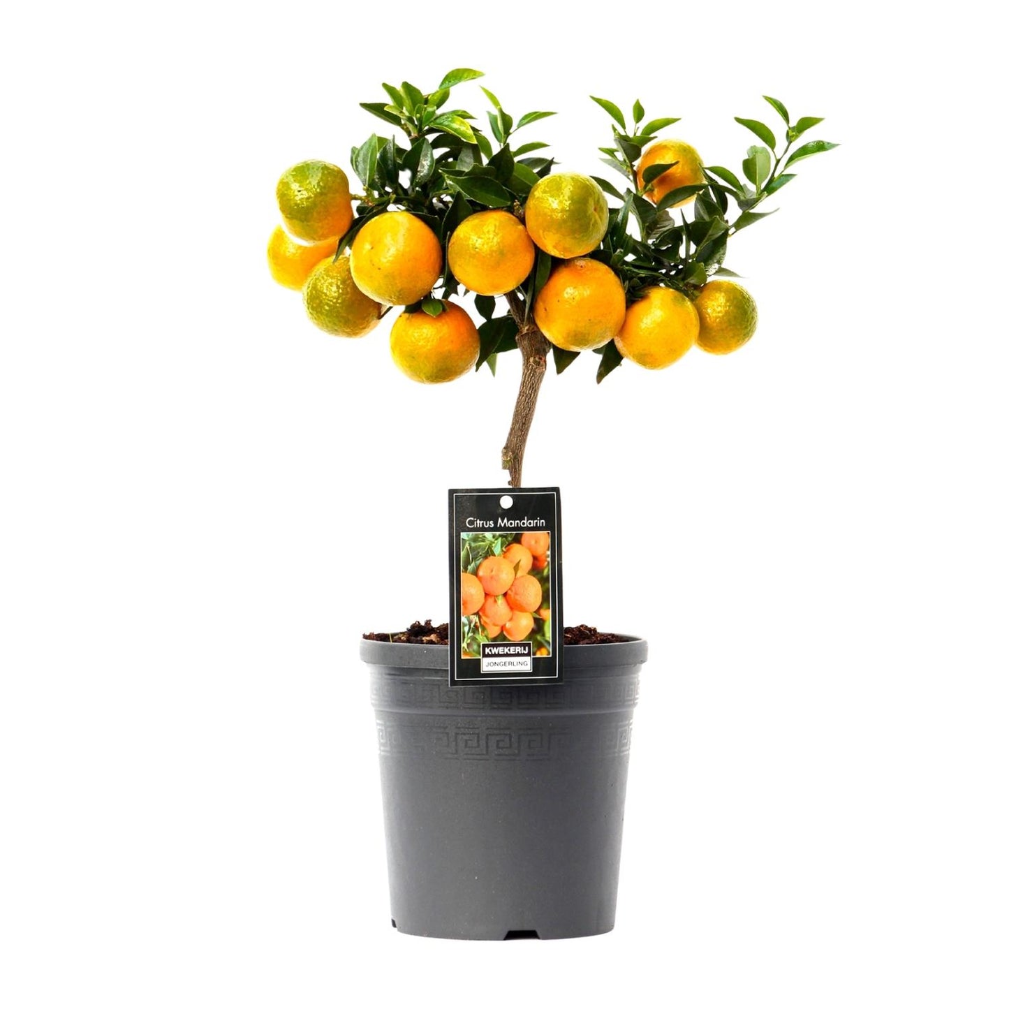 Mandarine - Zitruspflanze Ø16cm, ca. 45cm hoch