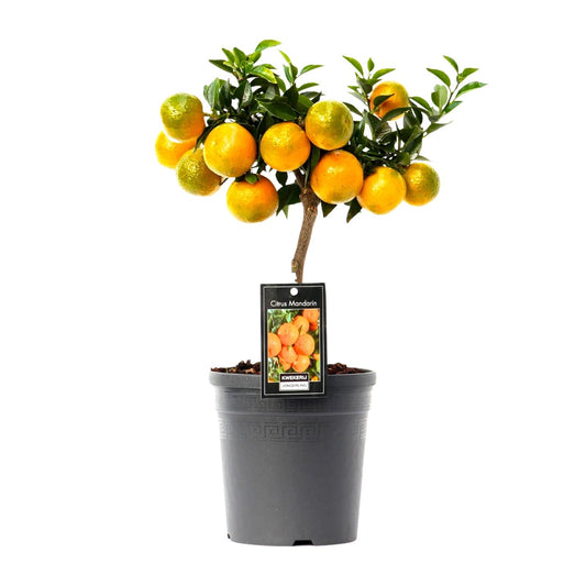 Mandarine - Zitruspflanze Ø16cm, ca. 45cm hoch