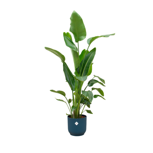 Strelitzia Nicolai mit Elho Vibes Fold Topf Ø30 cm, 180 cm