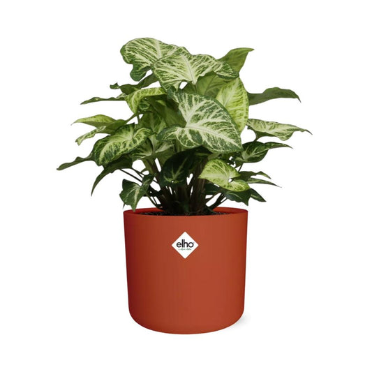 Syngonium Arrow – Pfeilblatt-Efeu im ELHO b.for soft Rond 14cm