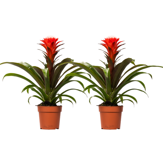 Guzmania Hope – Exotische Zimmerpflanze 2er-Set Ø12cm