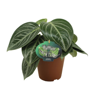 Peperomia Sarcophylla – pflegeleichte Zimmerpflanze Ø15cm